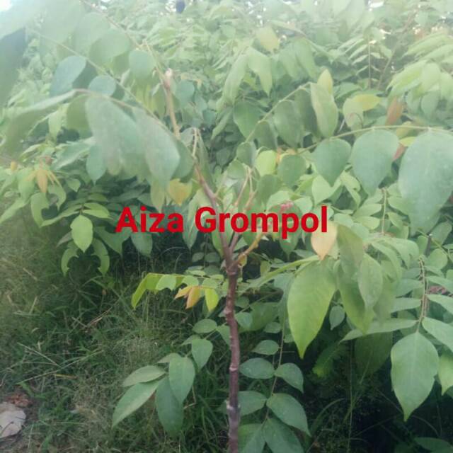 belimbing bangkok merah