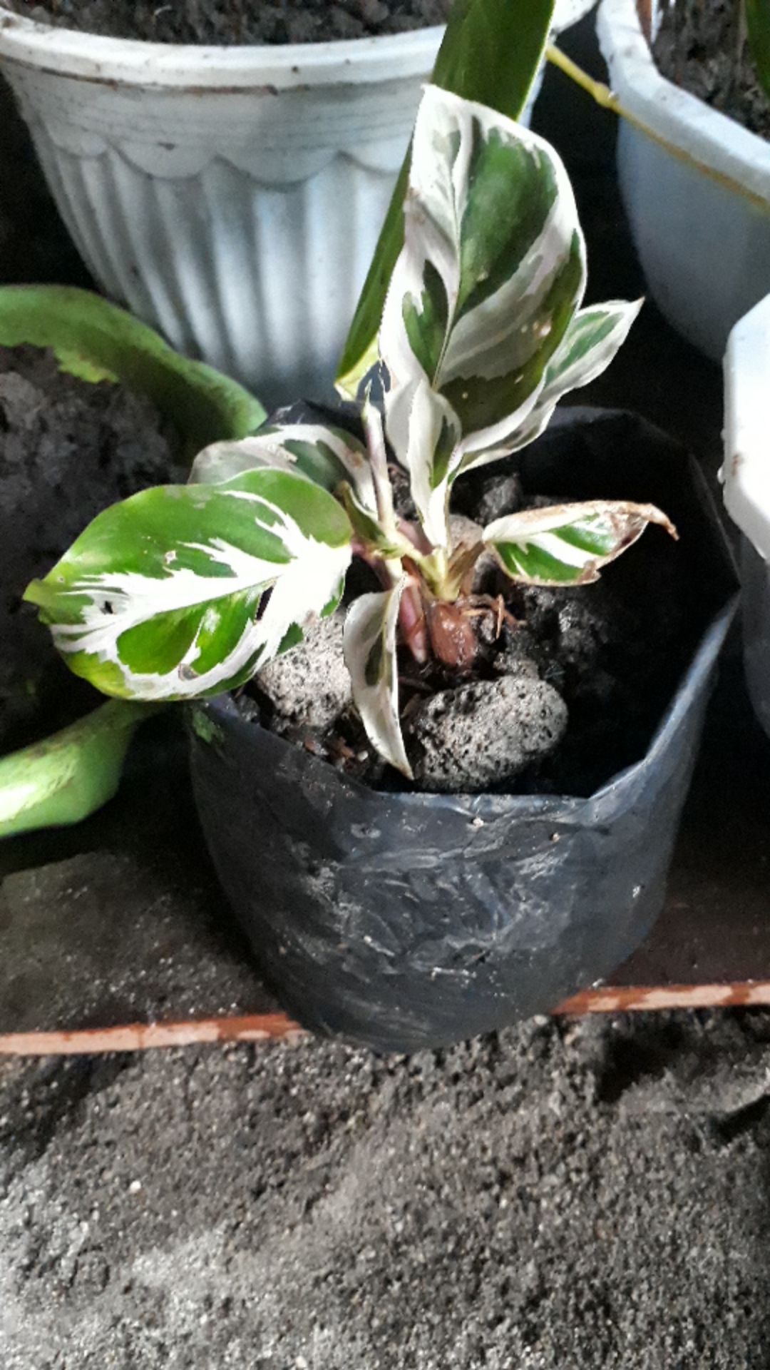 Calathea Tissue White Fussion