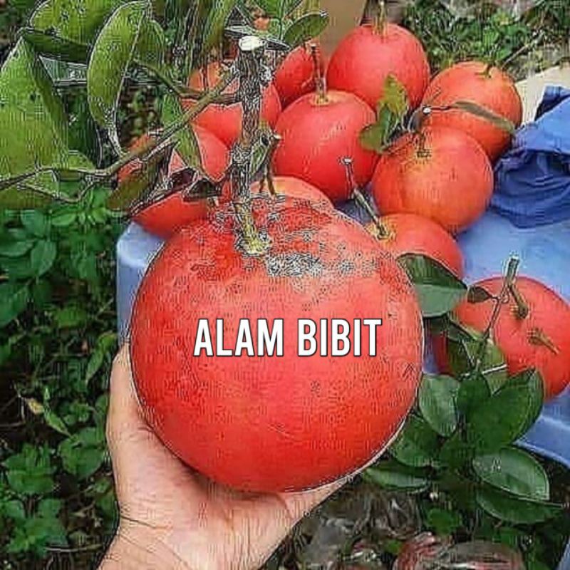 BIBIT JERUK RED PAMELO SUPER (COCOK DI TANAM POT)