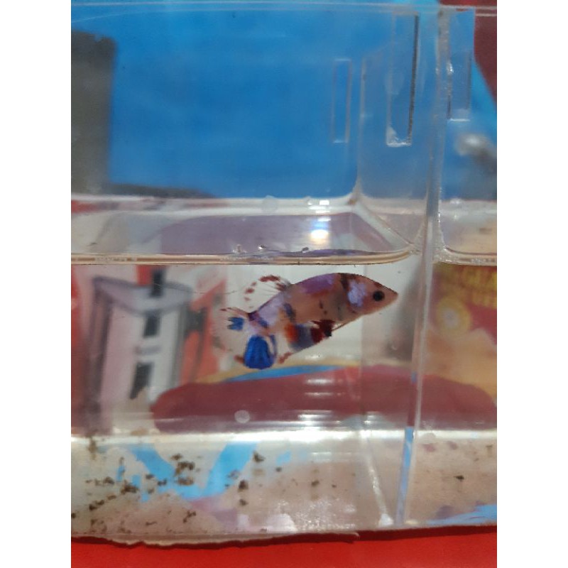 

ikancupang koy nemo yelow