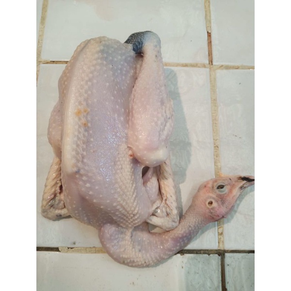 

Ayam Kampung Asli Berat Bersih 400-500 Gram