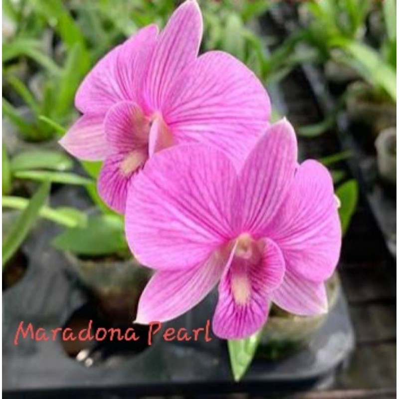 

Maradona Pearl