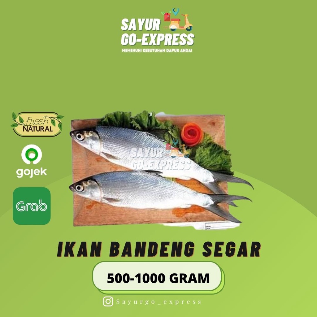 

Ikan Bandeng Segar 500 - 1000 gram