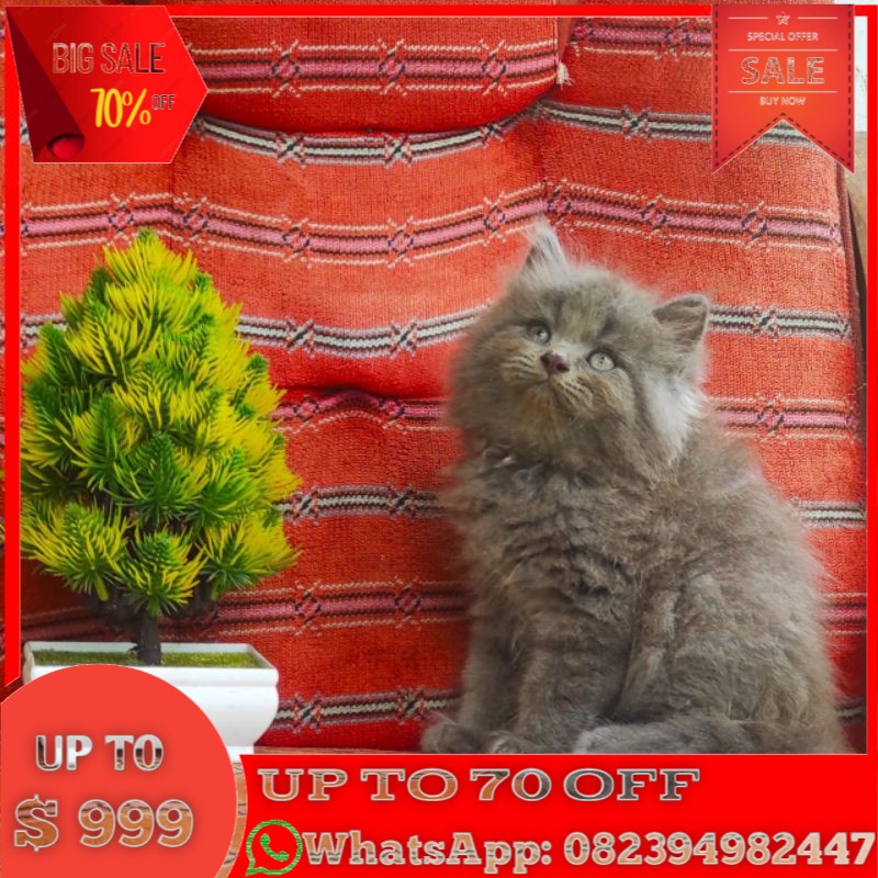 Jual kitten persia pure abu solid black smoke long hair jantan. anak