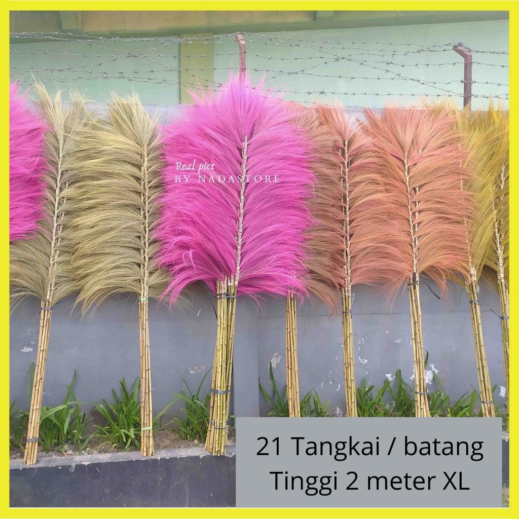 (Bundling isi 2 ) Rayung Stick / Bunga Kering / Dried flower / Bunga Hias / Natural Leaf Rayung Stick / Homedecor / Pajangan Dinding / Sekat Ruangan Tinggi 2 Meter Termurah untuk isi 2