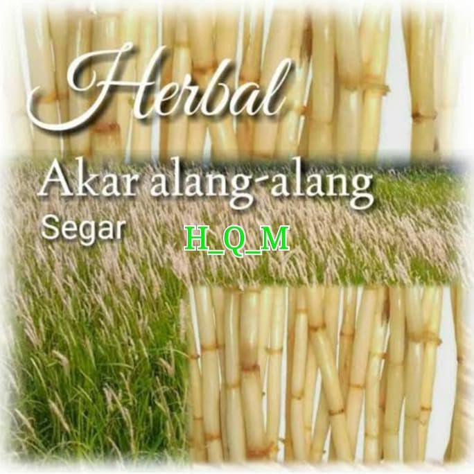 

1KG AKAR ALANG ALANG SEGAR BERSIH SUPER
