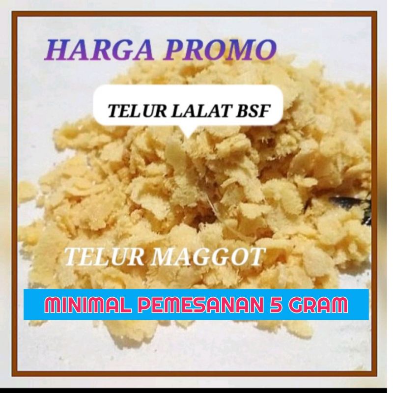 TELUR MAGGOT BSF/ TELUR LALAT BSF / TELUR LALAT BLACK SOLDIER