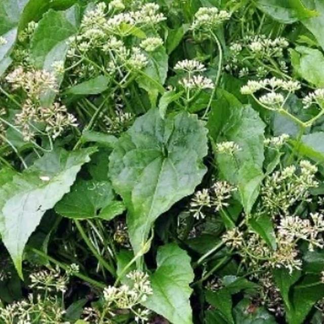 

Sembung rambat 1kg segar
