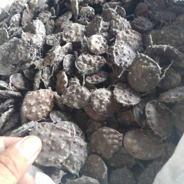 

Herbal Seprantu Kering 1kg / Separantu / Saparantu