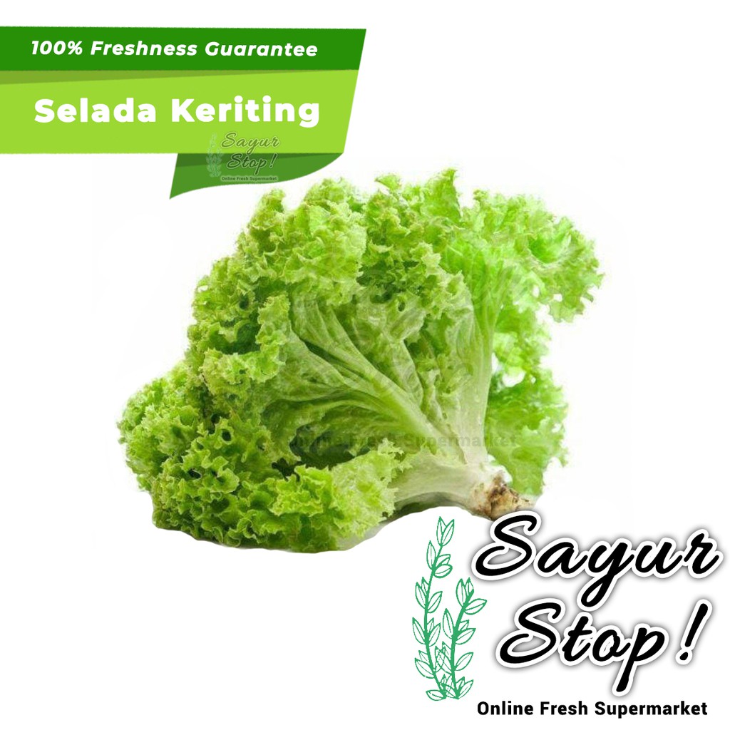 

Sayur Stop Selada Keriting 1 pcs