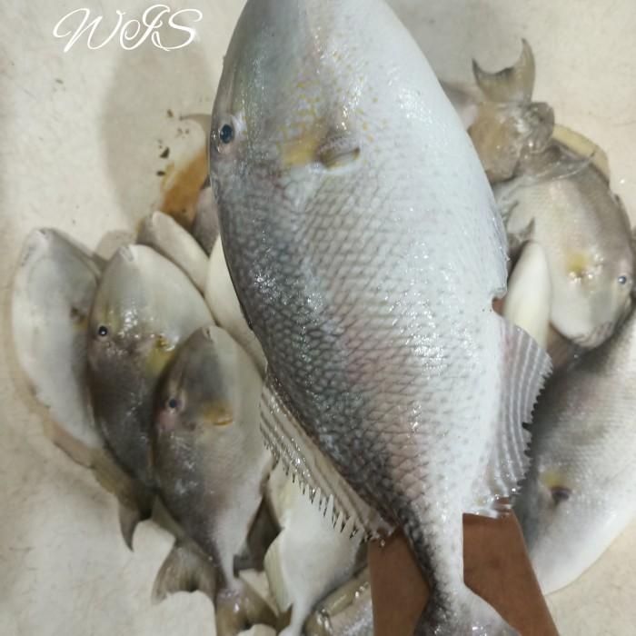 

Meat | Ikan Kambing Kambing Ikan Ayam Ayam 1Kg