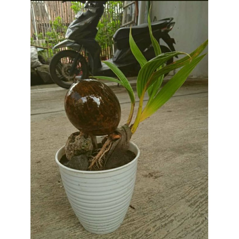 Tanaman Bonsai Kelapa Kerdil Sudah Jadi Untuk Dekorasi