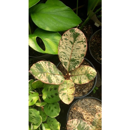 Ragam'S: Tanaman Hias Plumeria Variegata - Kamboja varigata - Kamboja variegatta