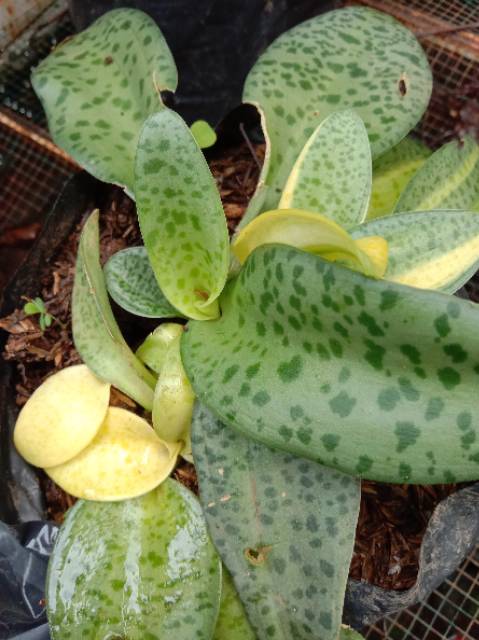 Tanaman hias kaktus lidah tokek / sansivera / kaktus