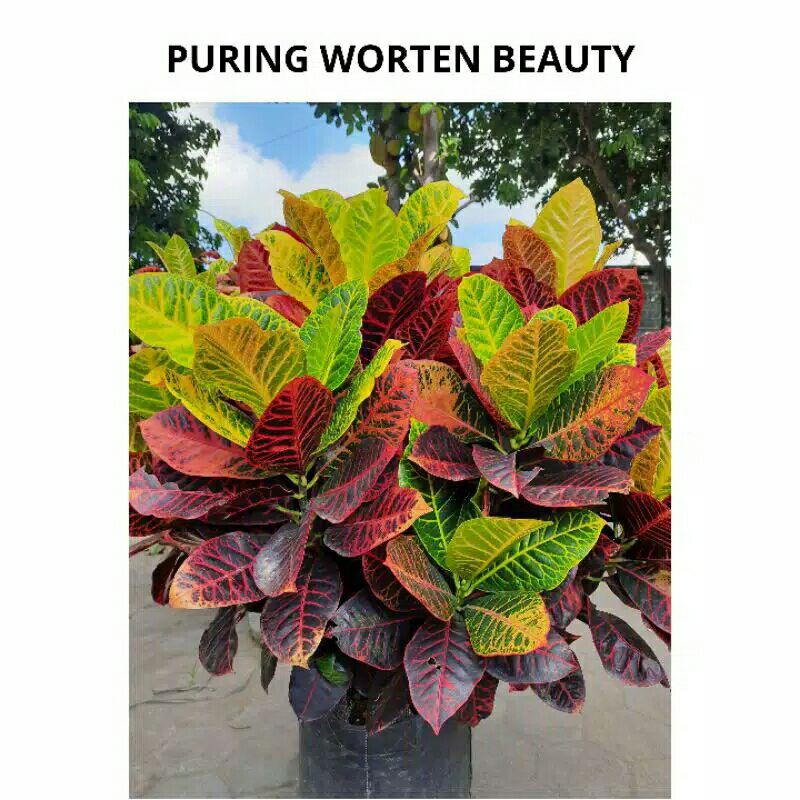 Tanaman hias Puring Worten Beauty - pohon puring worten beauty