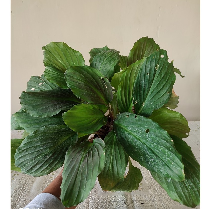 Bunga Calathea Kaempferia Parviflora Kalatea Kencur Cantik Murah Berkualitas