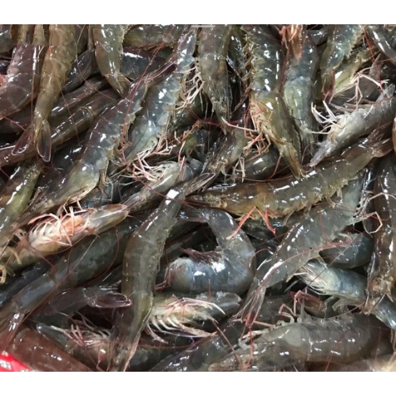 

Udang Vaname Segar Size 80/90 Ekor Fresh Frozen Kualitas Terbaik BERGARANSI