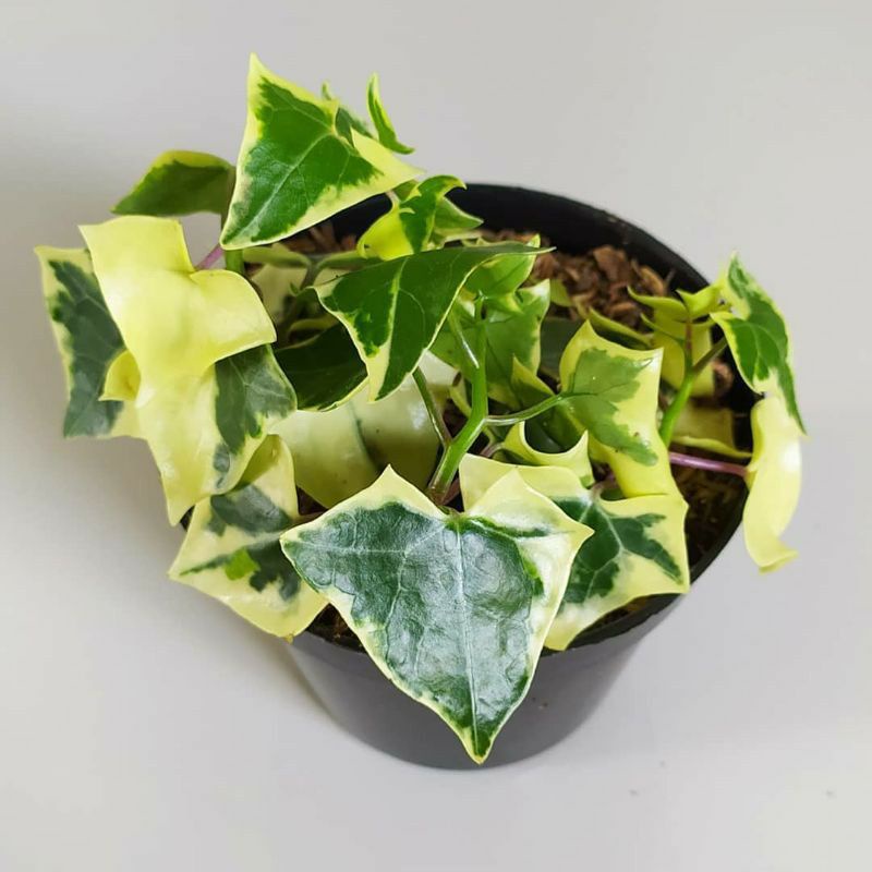 Tanaman Hias Ivy Daun tebal Tanaman Ivy gantung