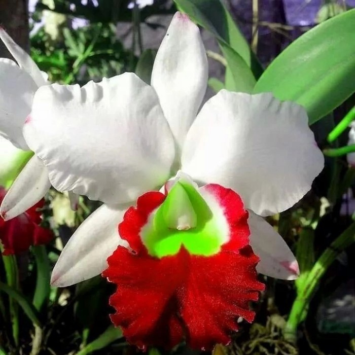 tanaman hias Anggrek Dendrobium white rendomm mixx red green stabilo