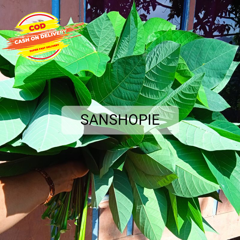 

Daun singkong karet muda segar 500 gram