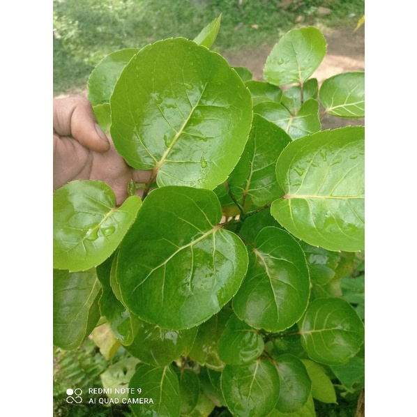 

Daun mangkokan 100gram Obat herbal