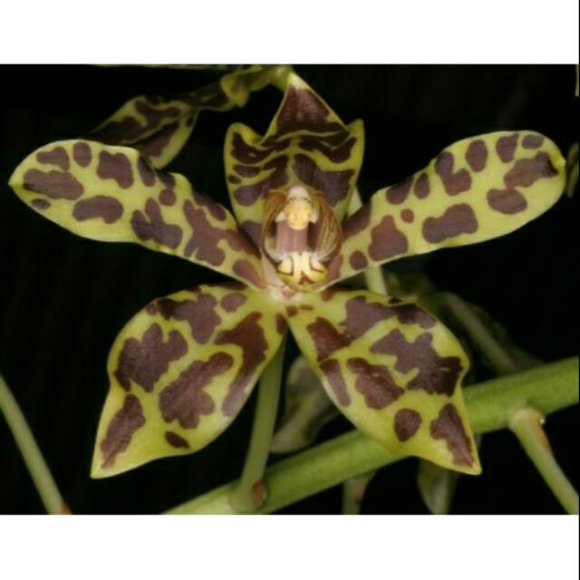 Seedling Grammatophyllum scriptum