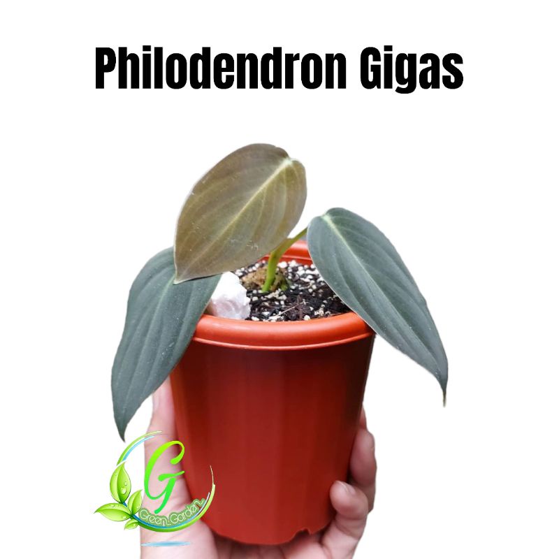 Tanaman Hias Philodendron Gigas