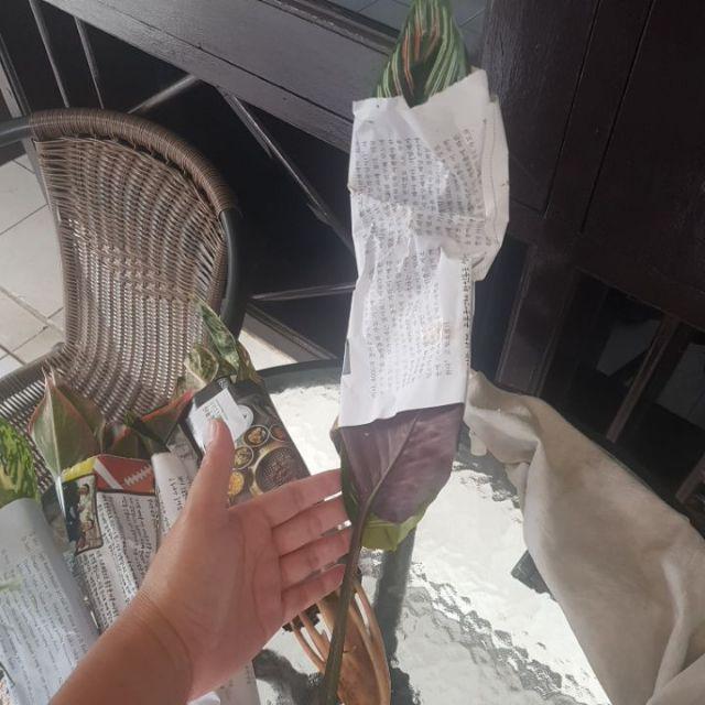 Tanaman Hias Aglonema Lipstik Siam Aurora