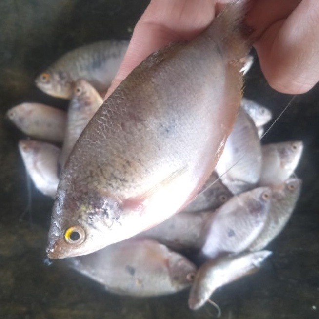 

1-3kg Sepat & Papuyu/Betok Konsumsi