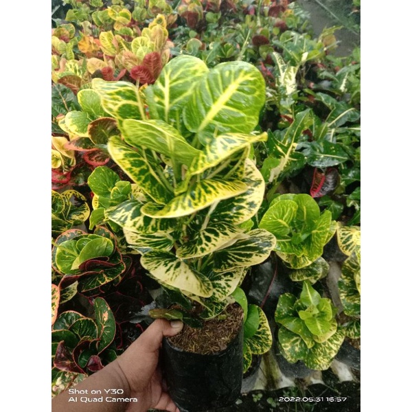 puring apel sritanjung (bibit 30 cm)