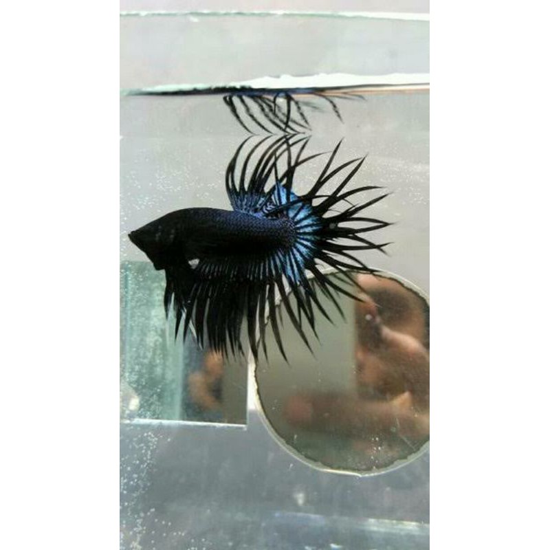 CT CROWN TAIL MASKOT GRIZZLE