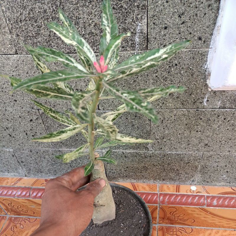 adenium varigata. grafting