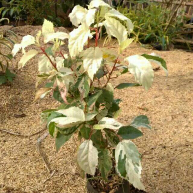 Tanaman kembang sepatu varigata