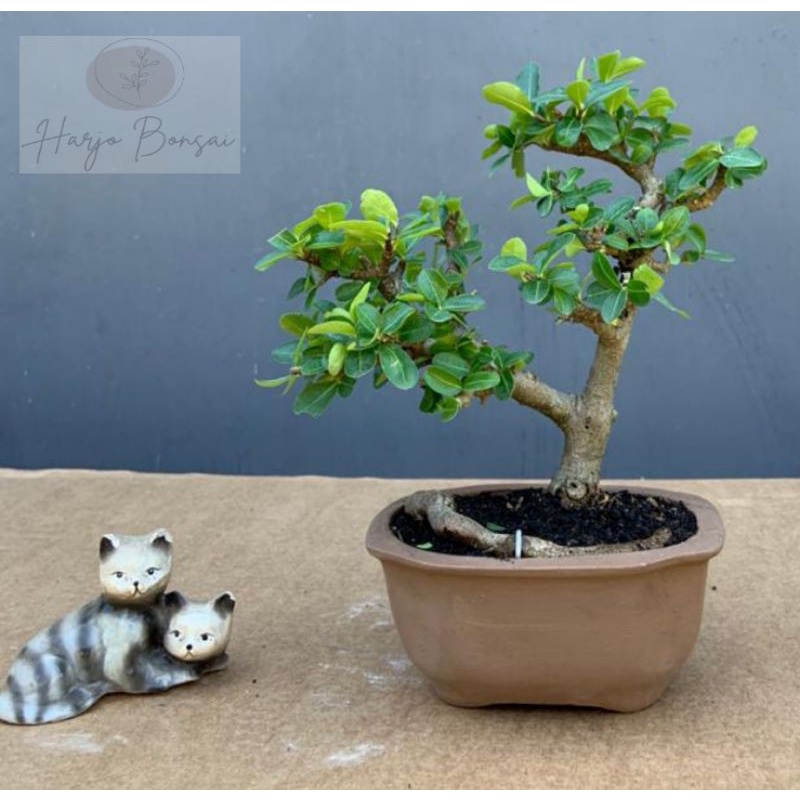 bonsai sianci, Cherry Barbados sudah jadi imut +pot semua produk foto asli