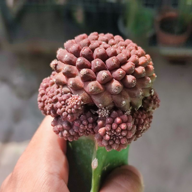 Kaktus copiapoa hypogea grafting