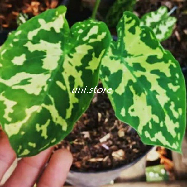 Bibit Keladi armi caladium tanaman hias keladi loreng - mkls