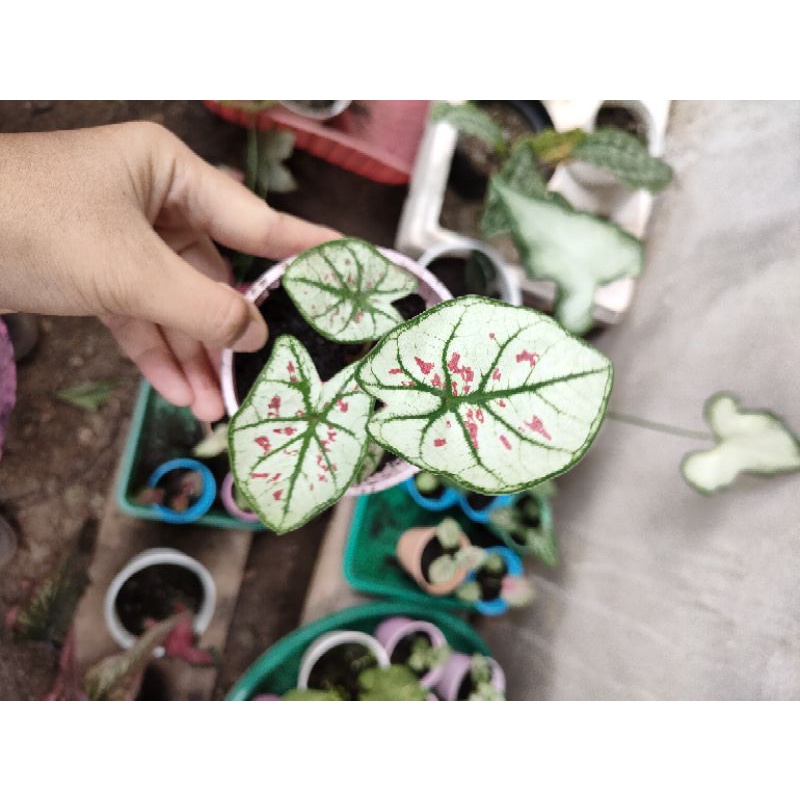 caladium pink guava