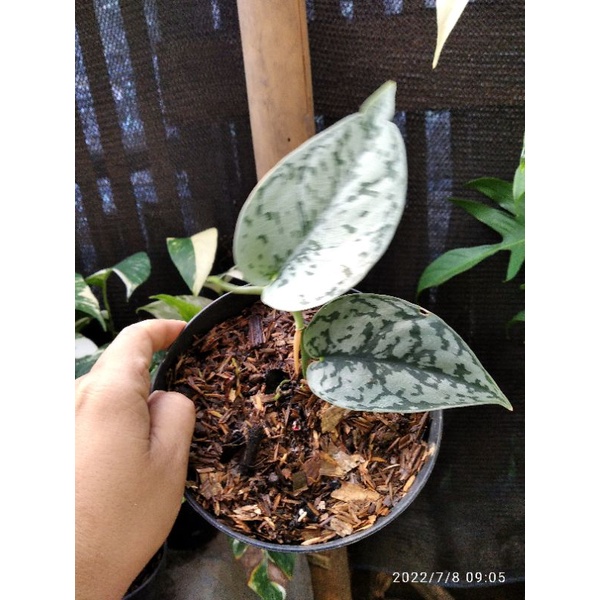 [PROMO] scindapsus silver lady