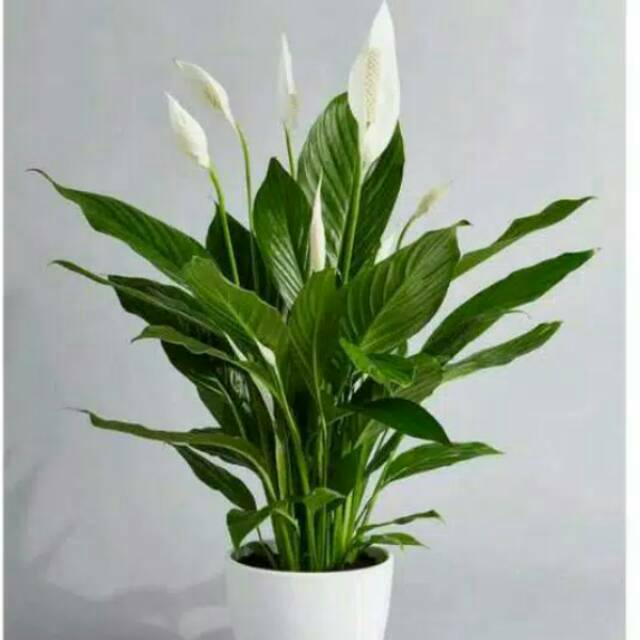 Tanaman Hias Bunga Spatuphilum Peace Lily Taneman Pembersih Udara Pembawa Hoki Shopee Indonesia