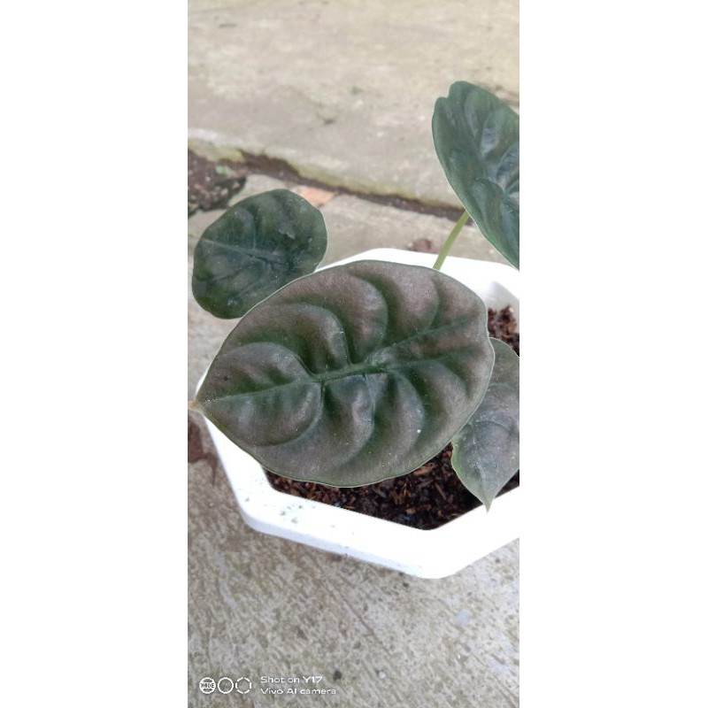 Alocasia_Cuprea