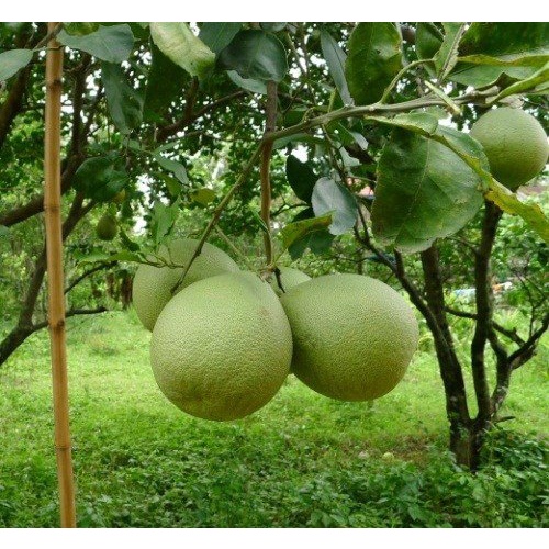 Bibit jeruk Bali jumbo okulasi