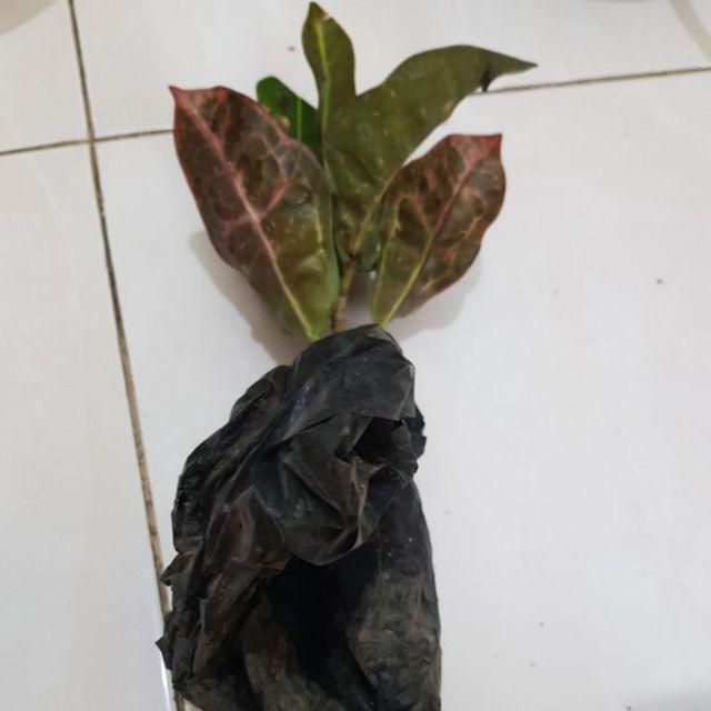 Tanaman Hias Puring Kura Kura Medium