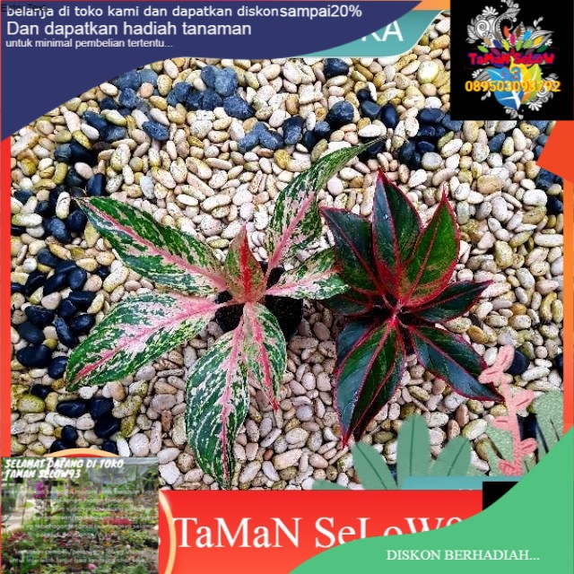 Aglonema Paket - Butterfly - Siam aurora  BUNGA AGLONEMA MURAH MERIAH PROMO HIASAN TAMAN