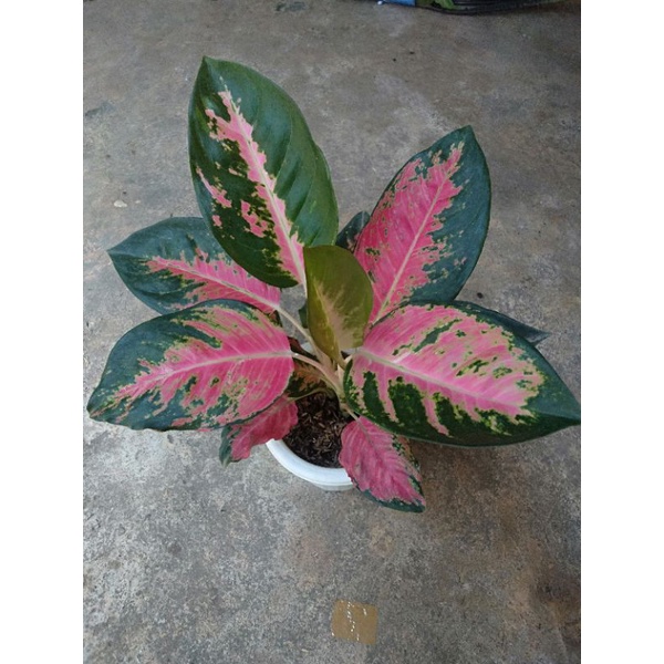 Aglaonema Kochin rumpun