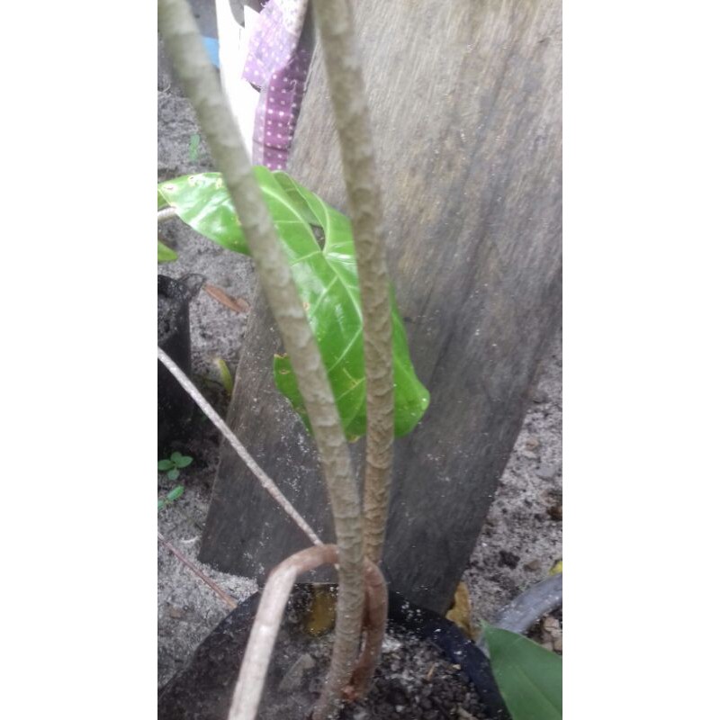 

baby alocasia zebrina sumatera lampung