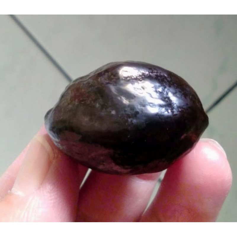 Muncang Adu Jalim Jawa Ori Siap Adu