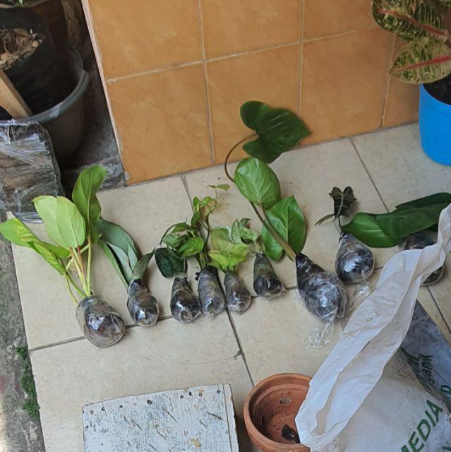 Sensivera Moonshine-tanaman Sensivera Moonshien