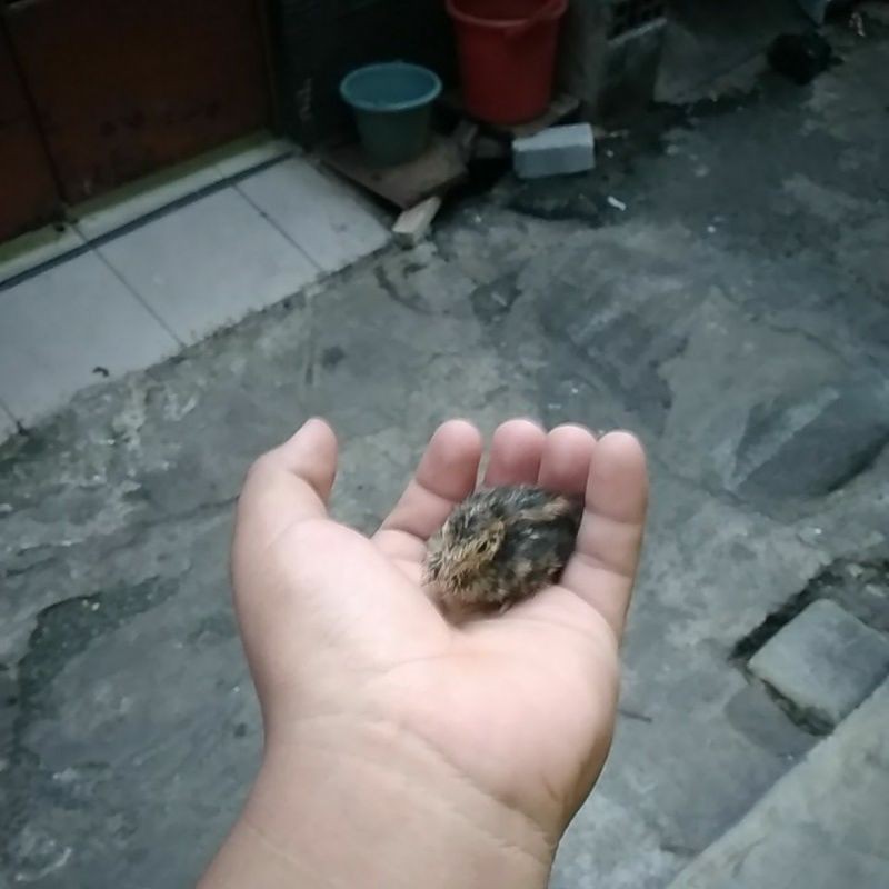 burung puyuh jantan betina