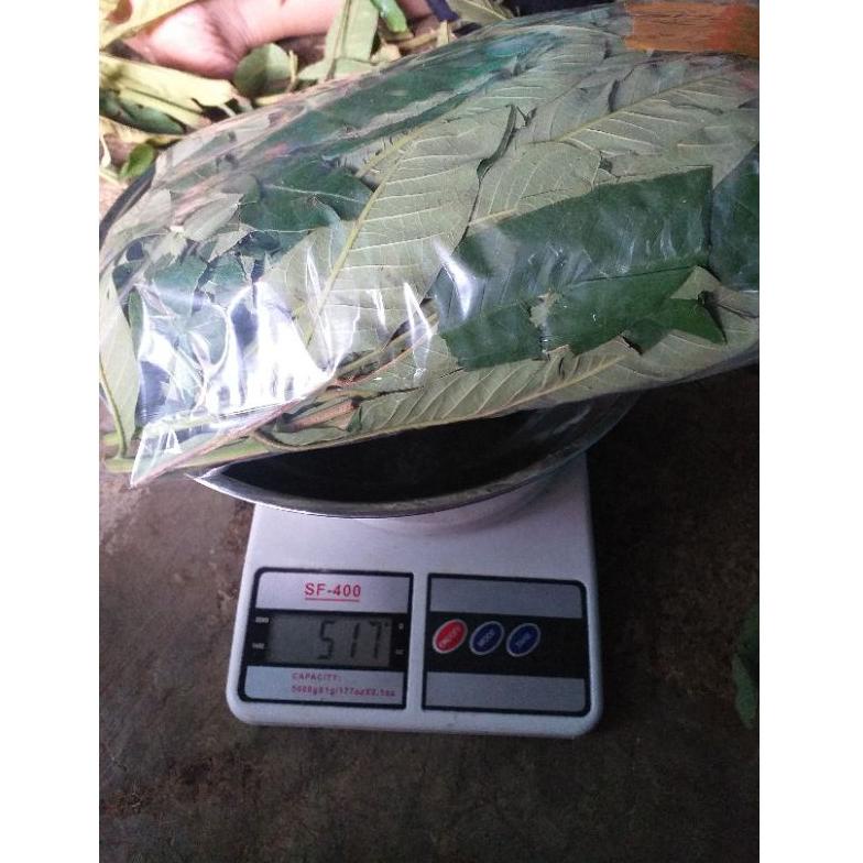 

➻Paling Popular➻ DAUN SUNGKAI 500 gram herbal covid 19 harga pendemi W93 ✬
