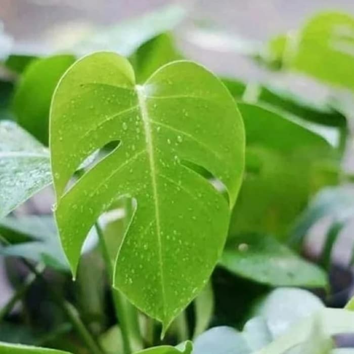 Tanaman Hias Philodendron Deliciosa - Monstera Deliciosa
